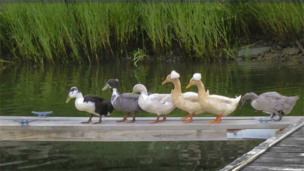 WEB-ducks-in-a-row1